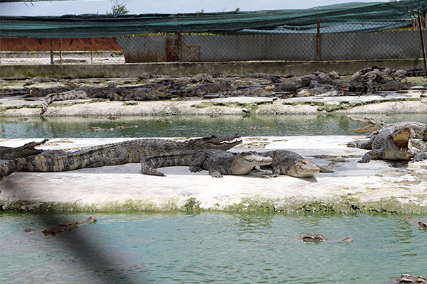 Feed and business crocodile